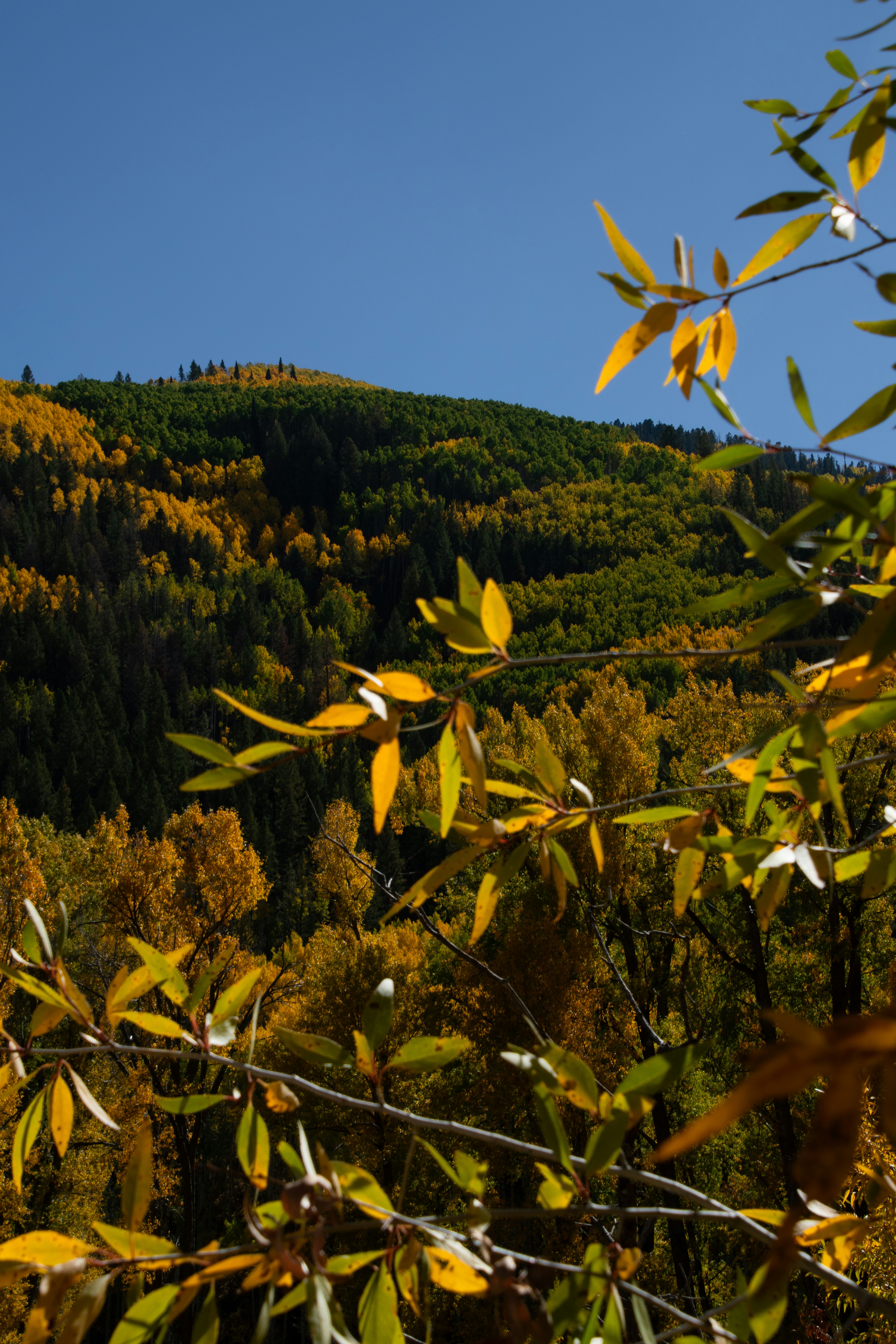 Photo by attaliehart