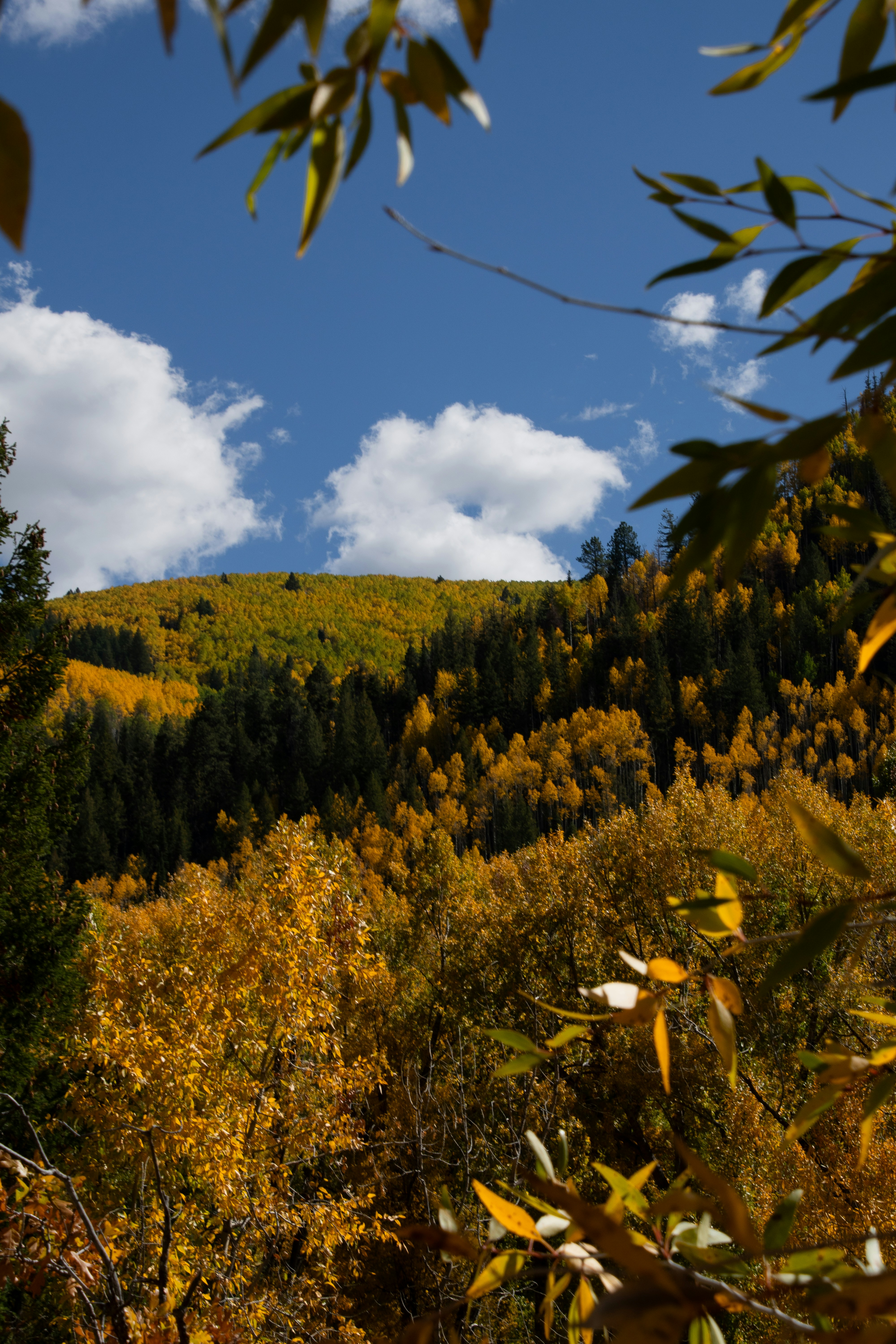 Photo by attaliehart