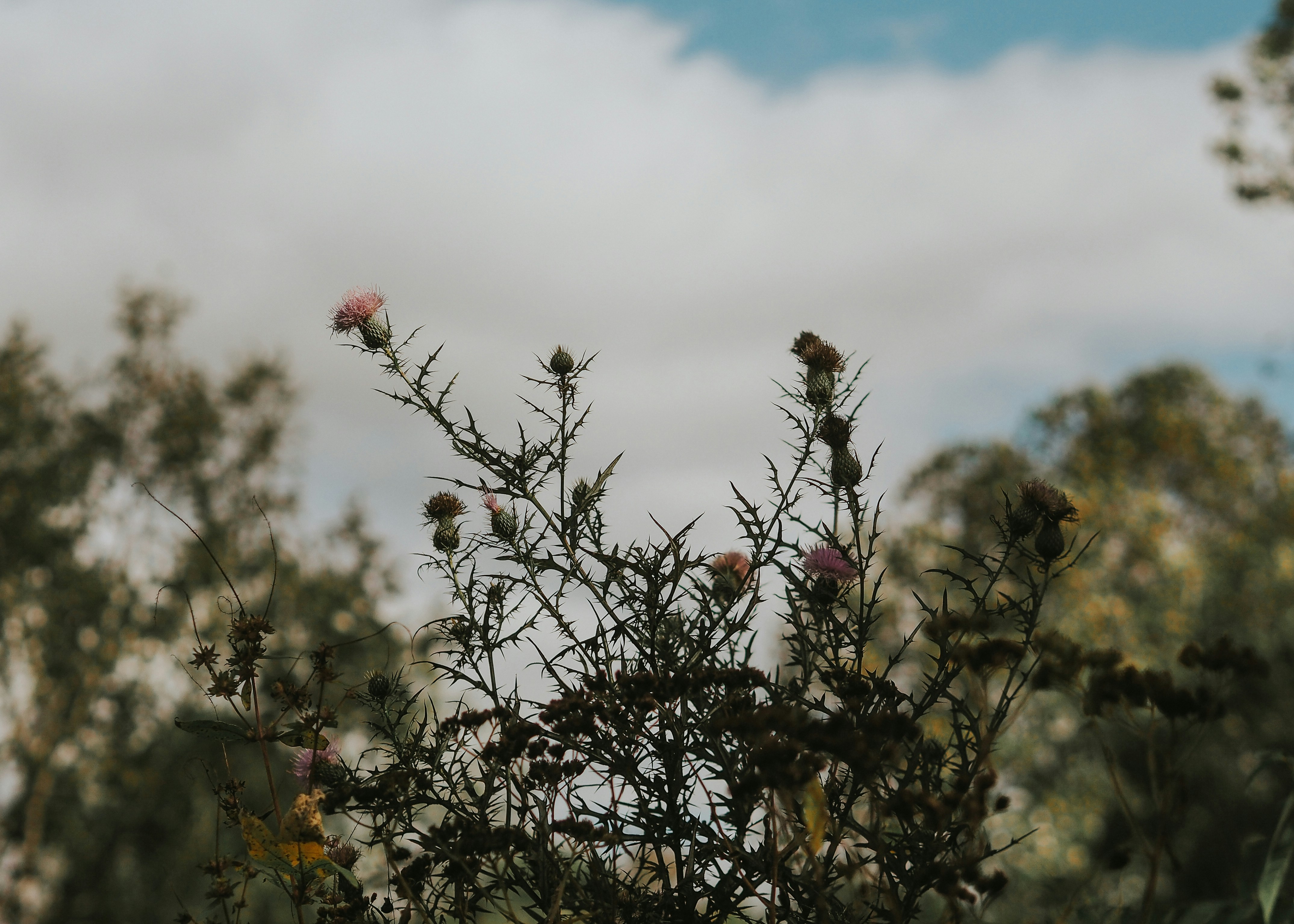 Photo by fieldworkframes