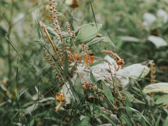 A close-up of a lush green garden with weeds being removed naturally.