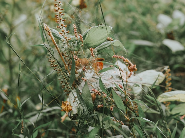 A close-up of a lush green garden with weeds being removed naturally.