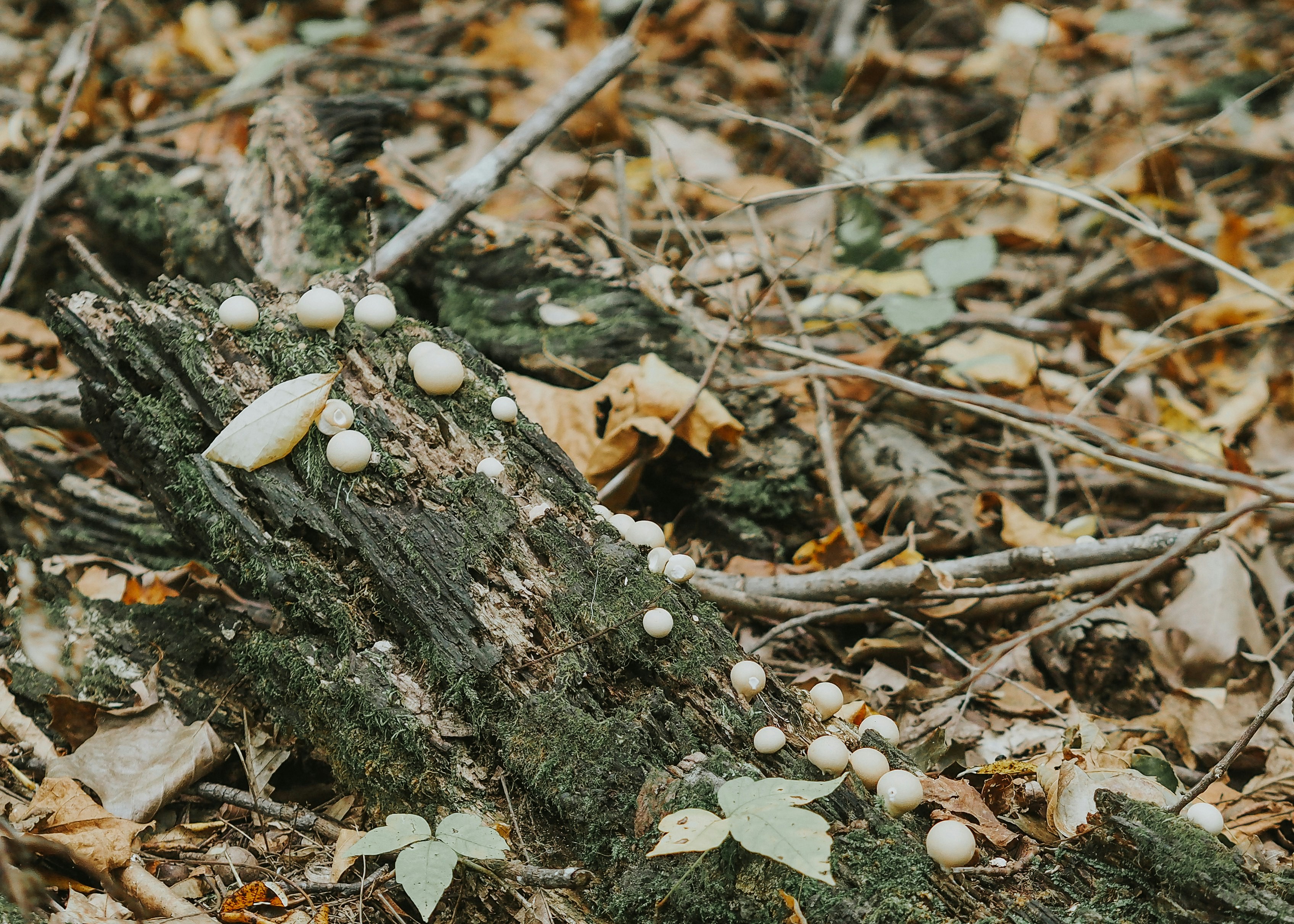 Photo by fieldworkframes