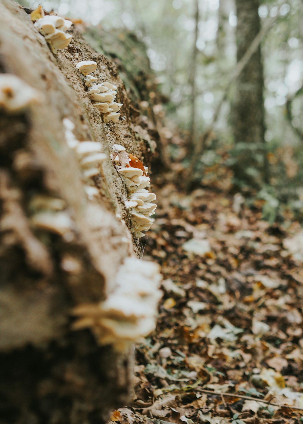 mushrooms growing on a tree trunk in the woods