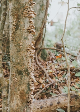 A forest scene with a tree trunk prominently covered in clusters of small, light brown mushrooms. The trunk is surrounded by other trees and branches, with leaves and foliage scattered on the ground, creating a natural and serene atmosphere.