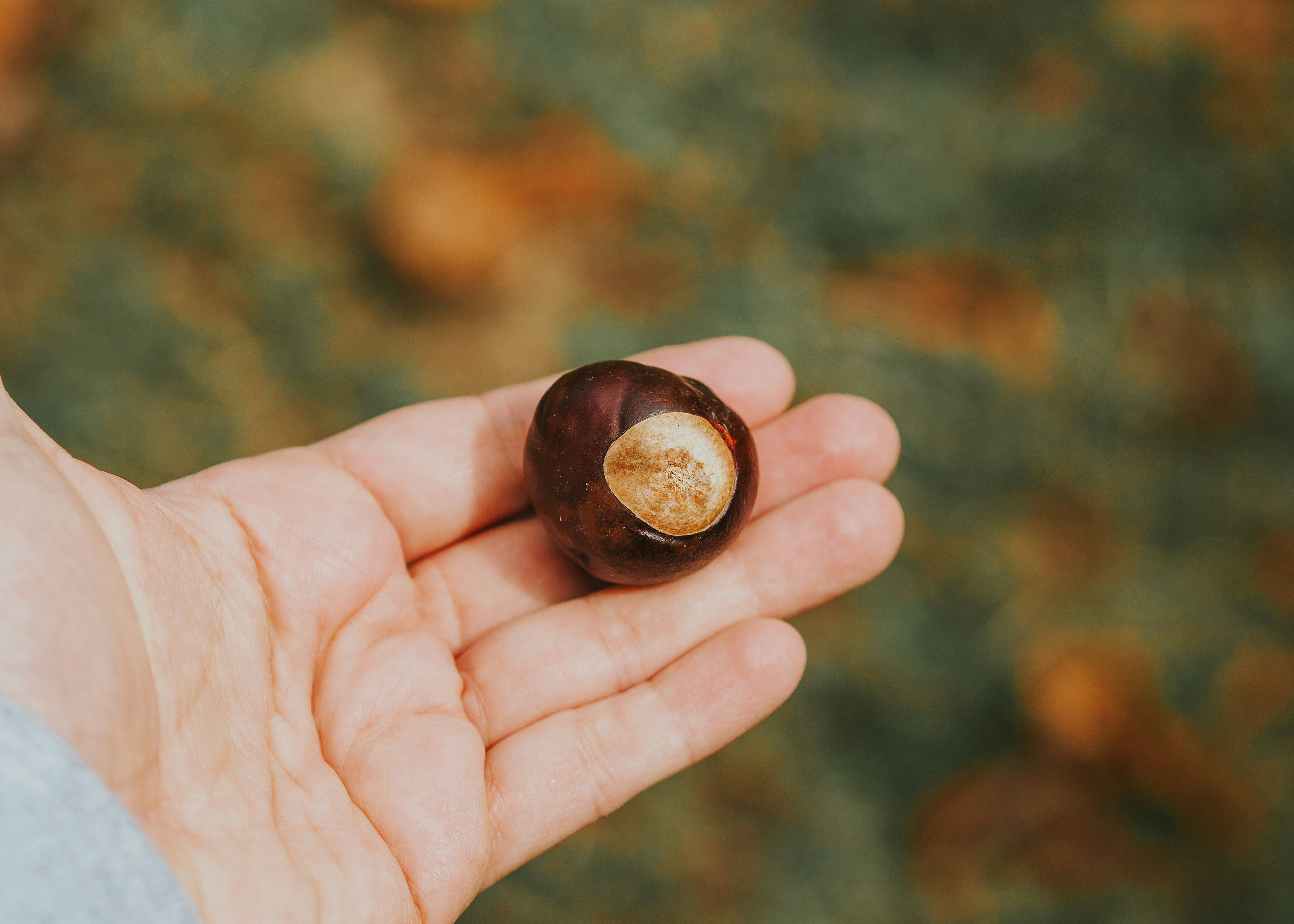 a person holding a nut in their hand