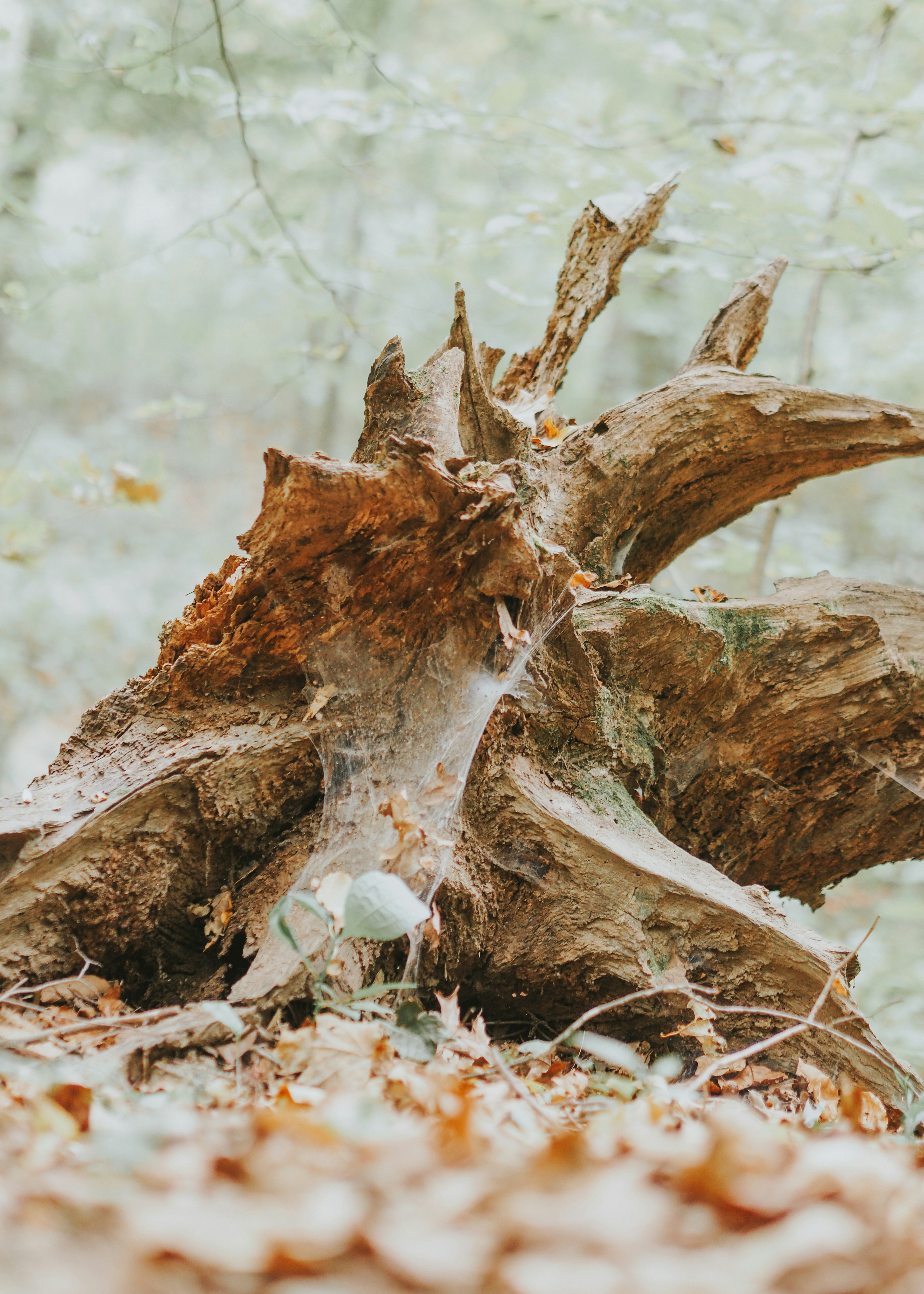 Photo by fieldworkframes