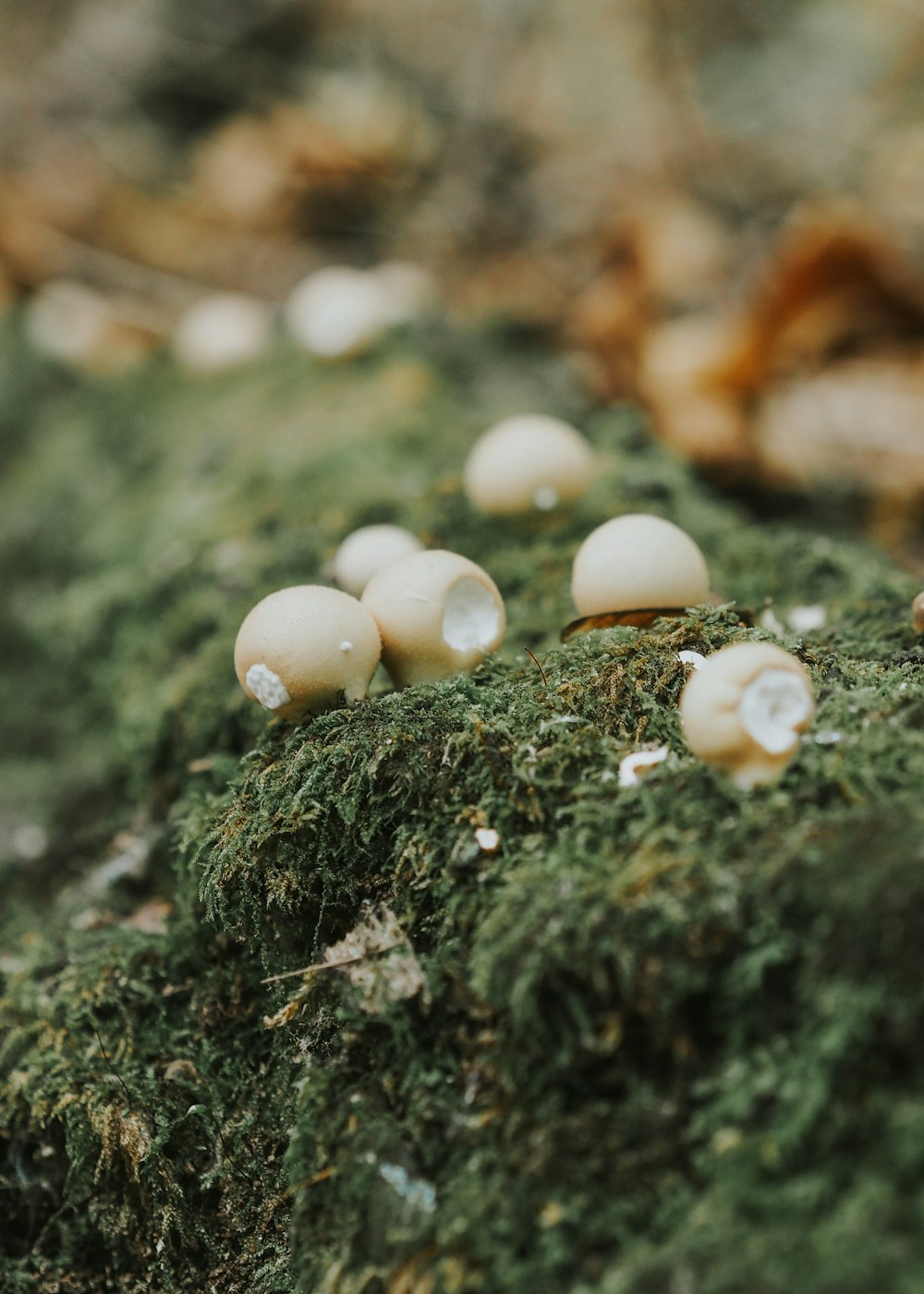 a group of mushrooms sitting on top of a moss covered rock