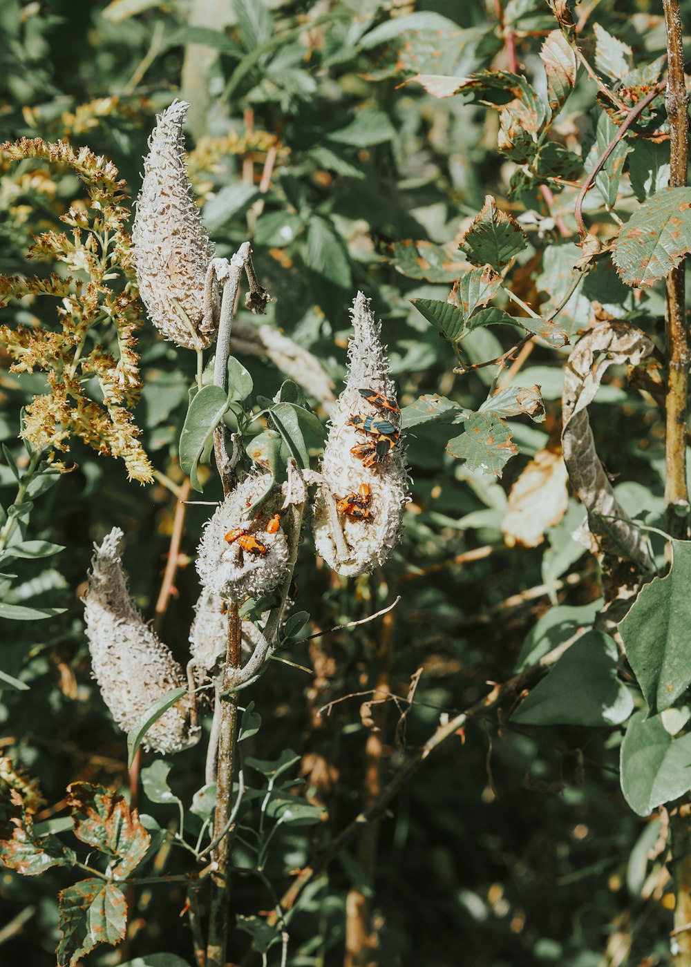 a close up of a plant with white flowers