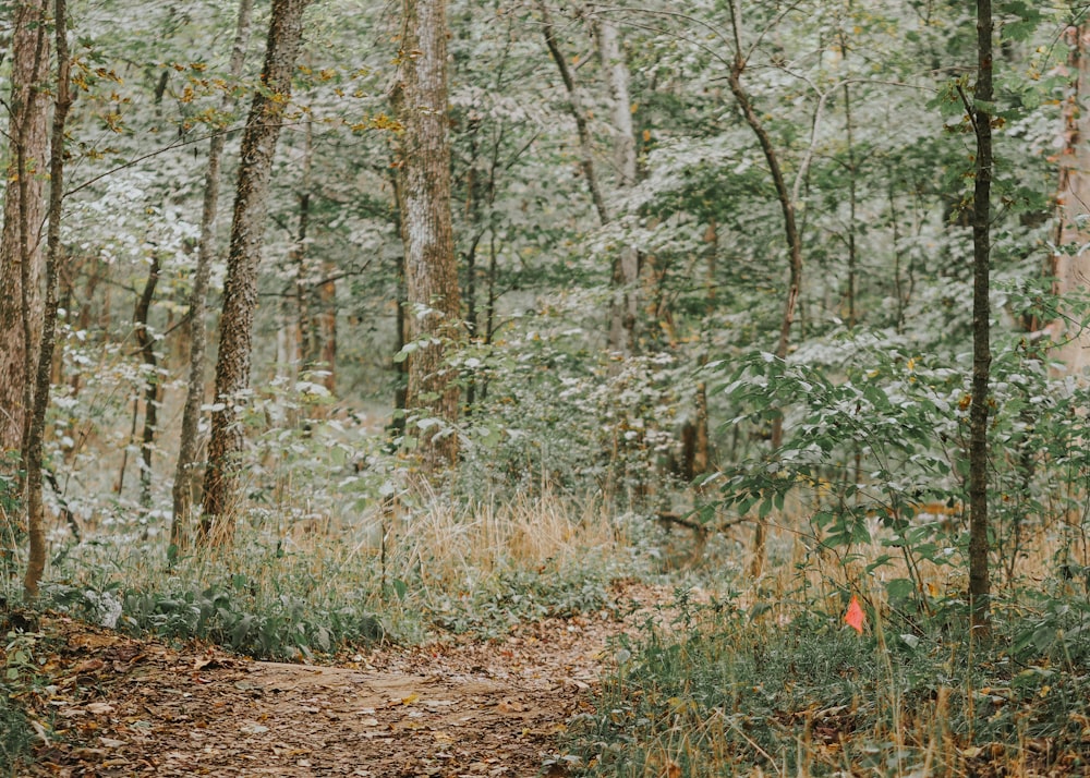 a dirt path in the middle of a forest