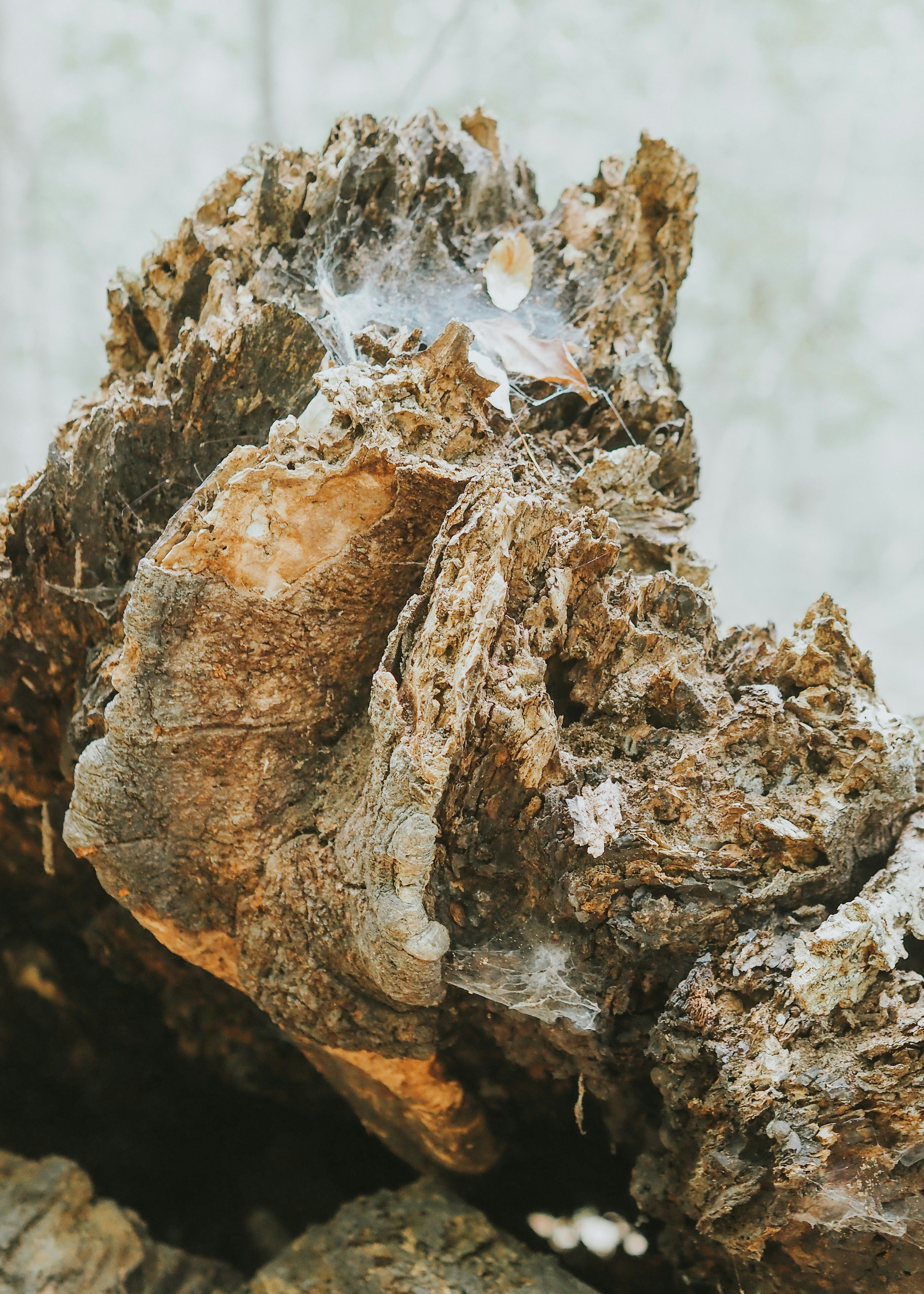 Photo by fieldworkframes