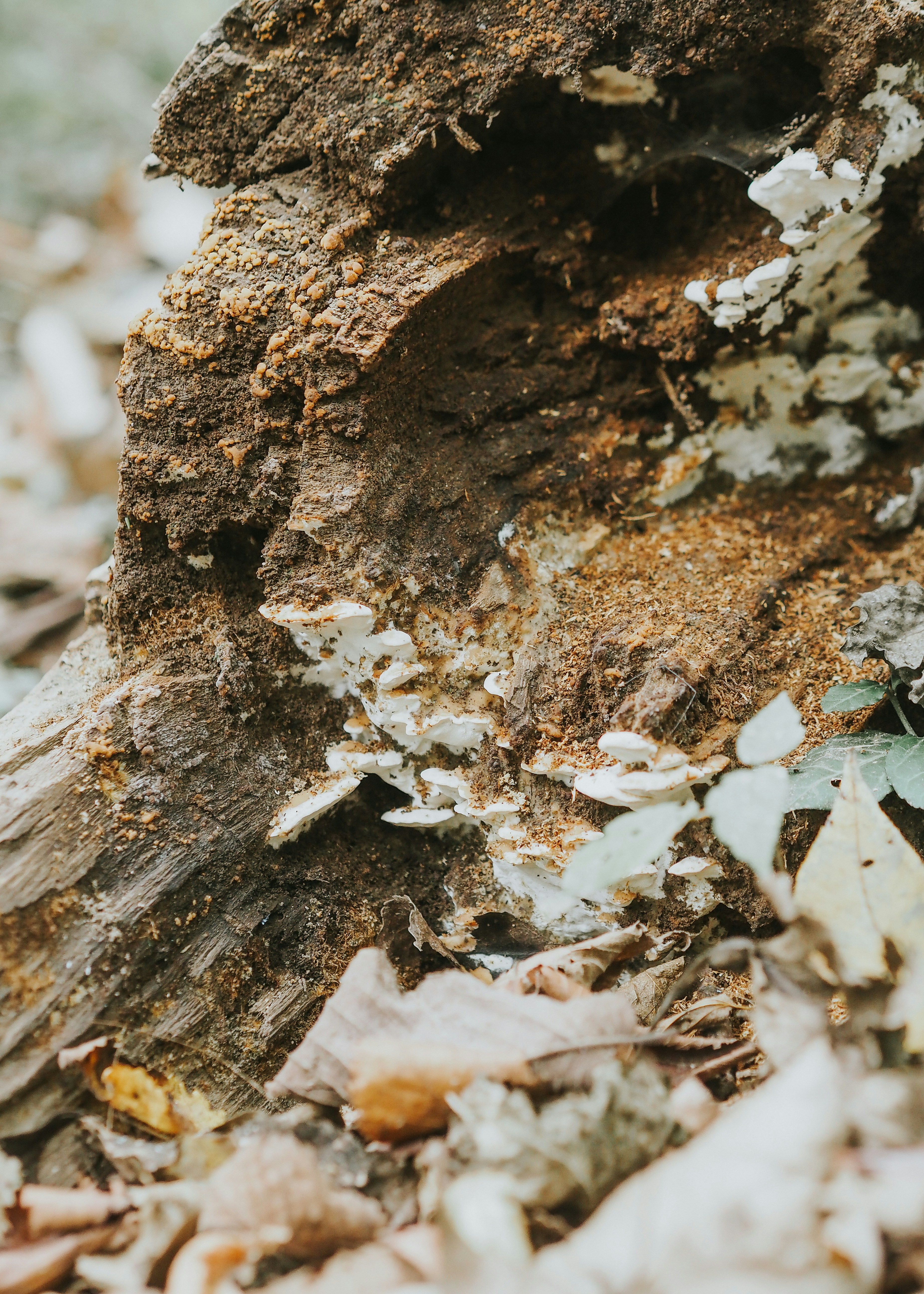 Photo by fieldworkframes