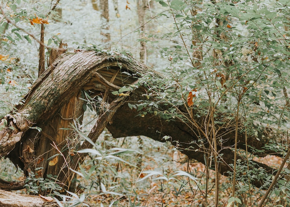 a fallen tree in the middle of a forest