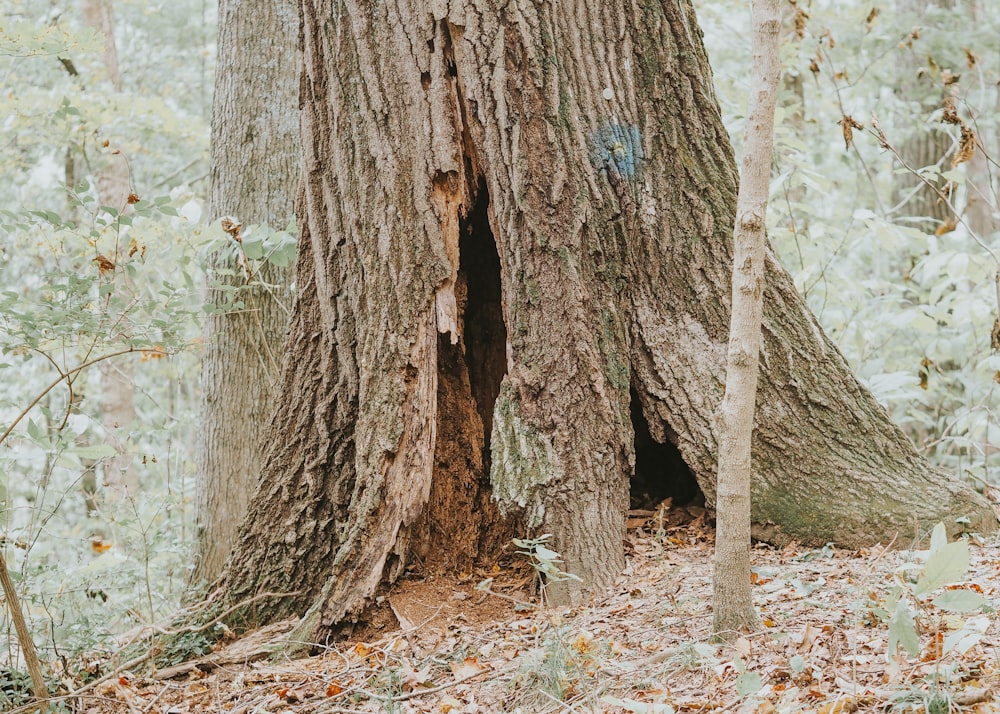 a couple of trees that are in the woods