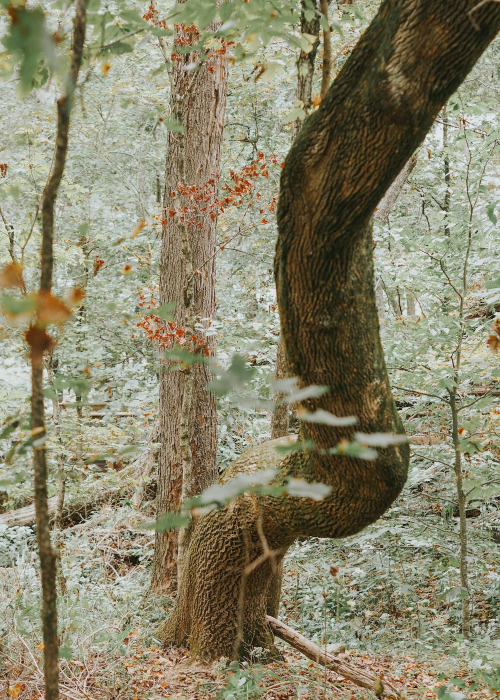 a large tree in the middle of a forest