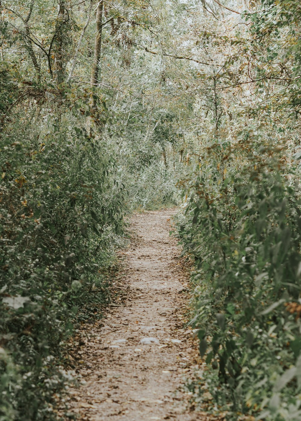 a dirt path surrounded by trees and leaves