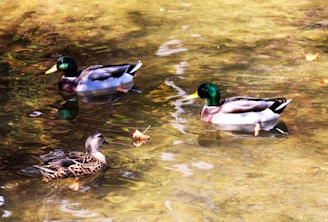 Three ducks swim peacefully in clear, shallow water. The water's surface reflects the light, creating ripples with varying shades of brown and gold. Two male ducks with glossy green heads and a female duck with a brown patterned plumage can be seen. A few autumn leaves float nearby.