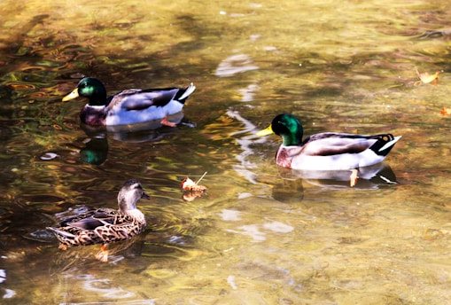 Three ducks swim peacefully in clear, shallow water. The water's surface reflects the light, creating ripples with varying shades of brown and gold. Two male ducks with glossy green heads and a female duck with a brown patterned plumage can be seen. A few autumn leaves float nearby.