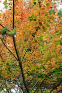 A vibrant autumn tree showcasing fall colors.