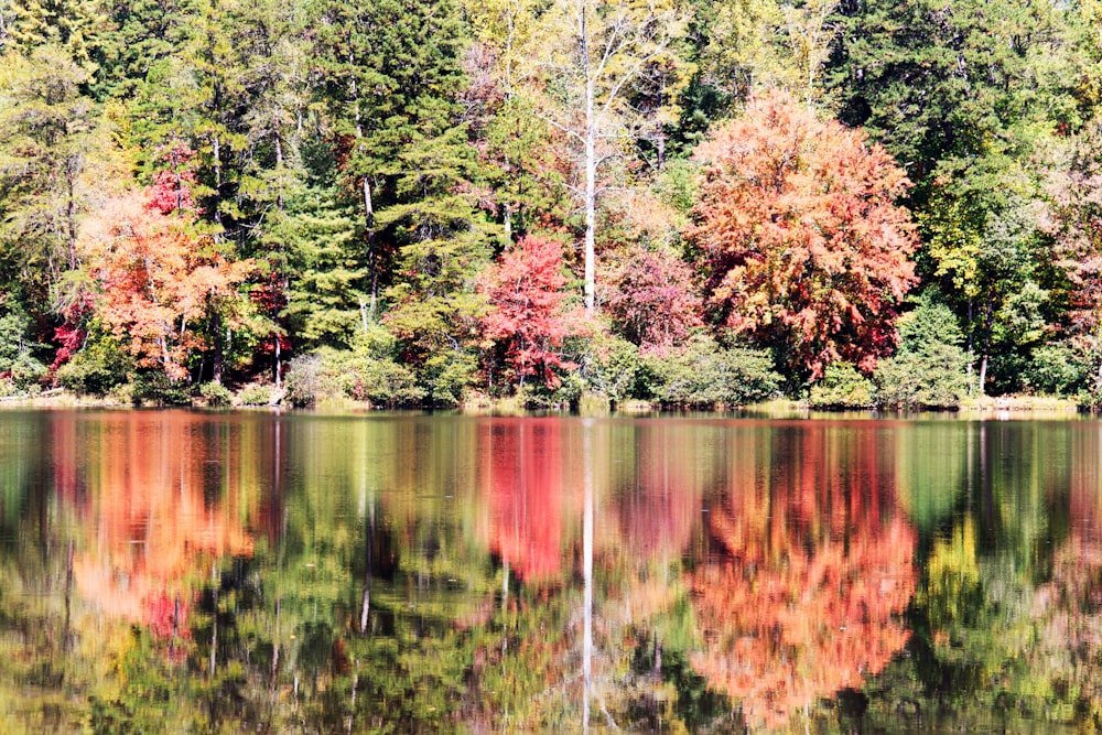 a large body of water surrounded by trees