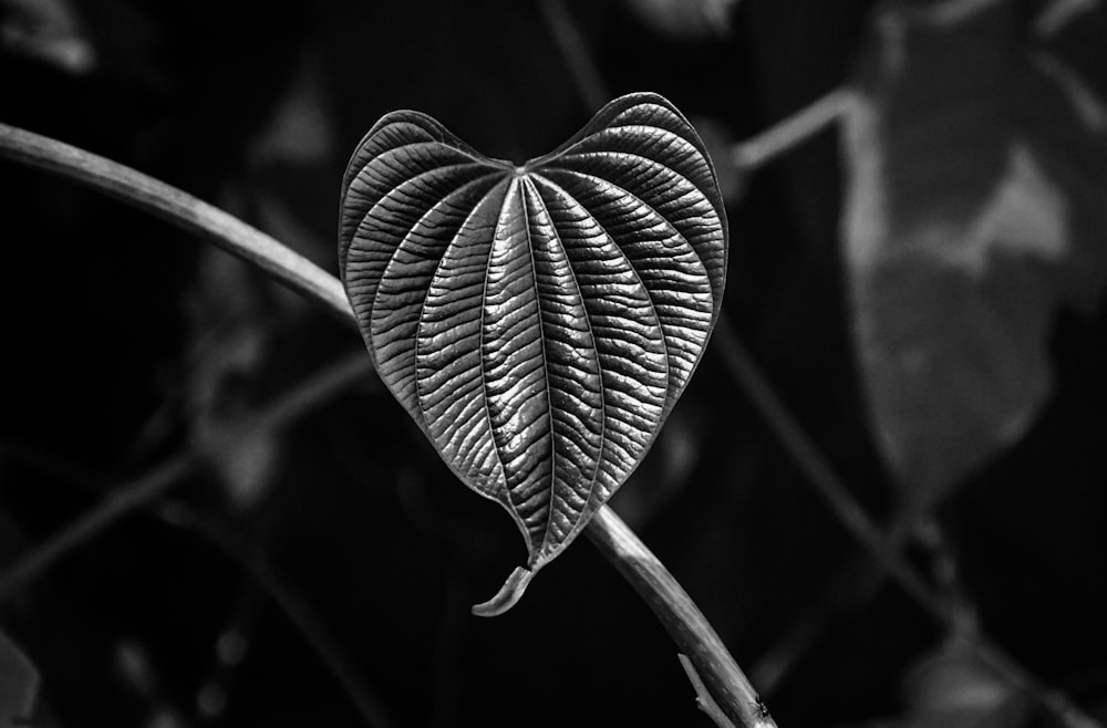 a black and white photo of a leaf