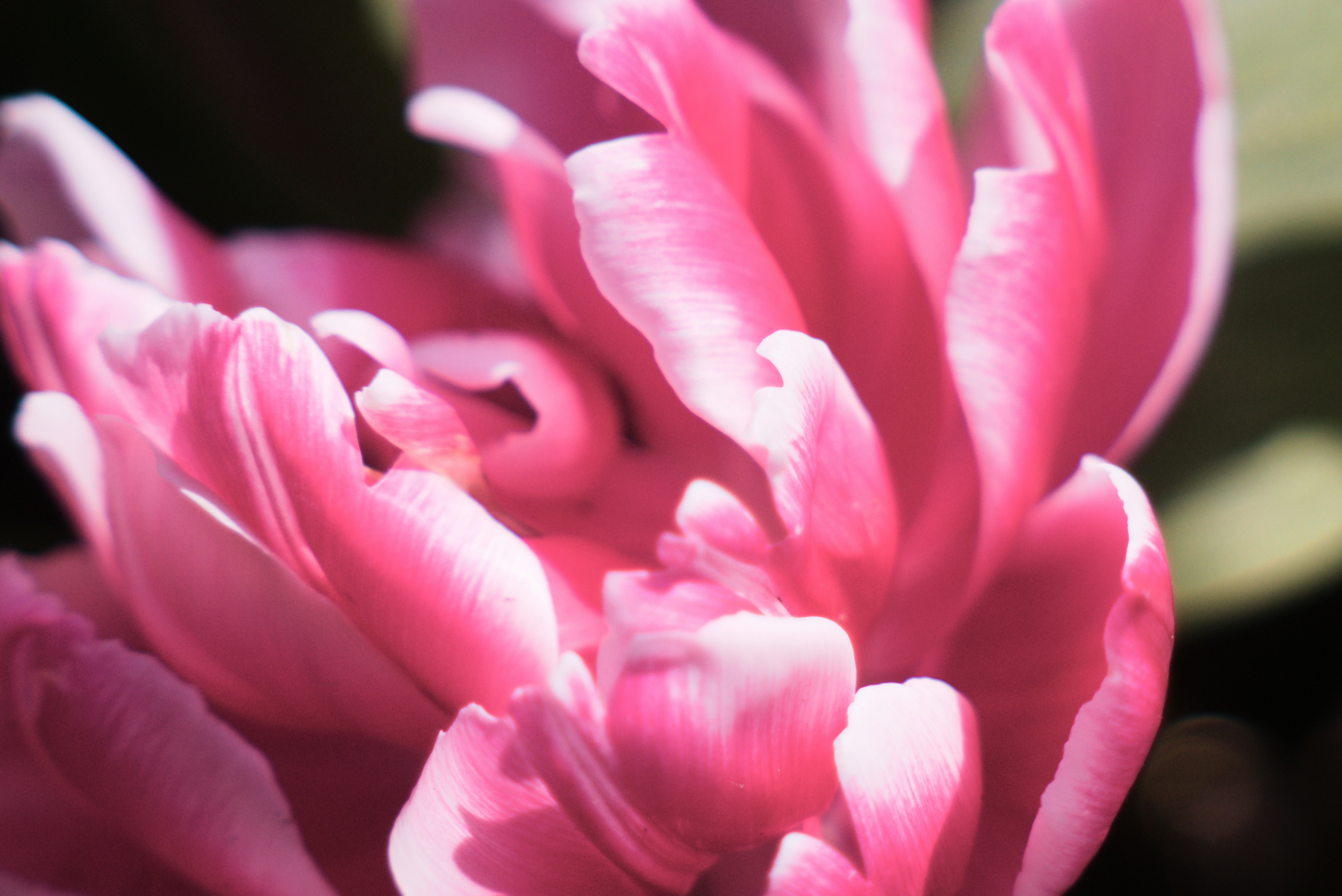 Photo by wingkasplam