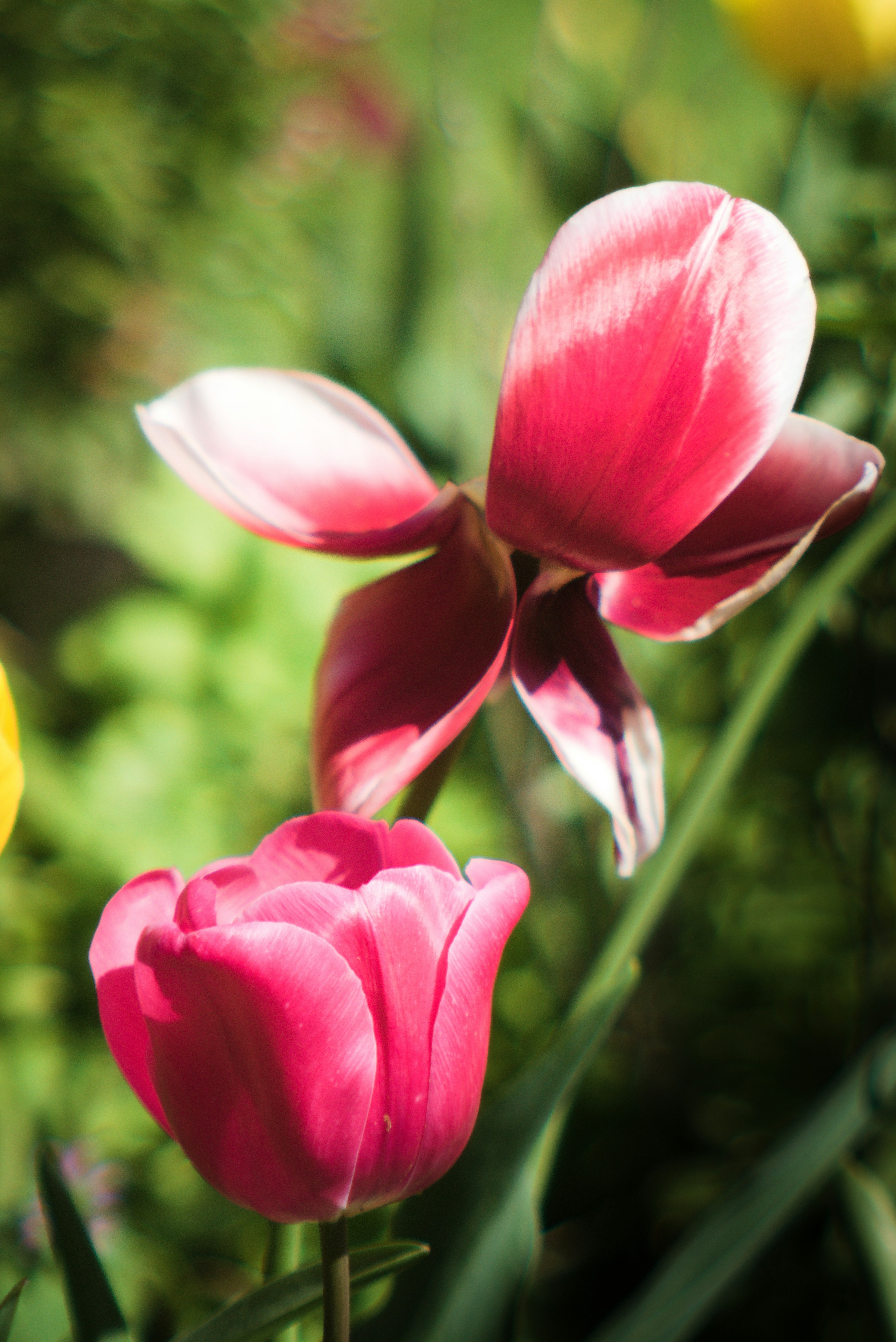 Photo by wingkasplam