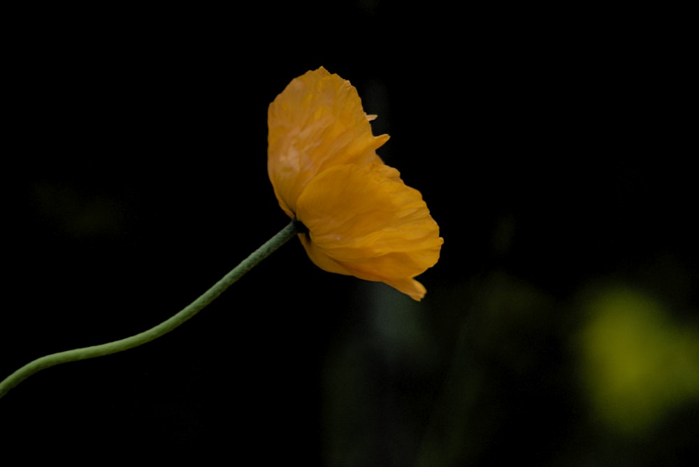a single yellow flower on a black background