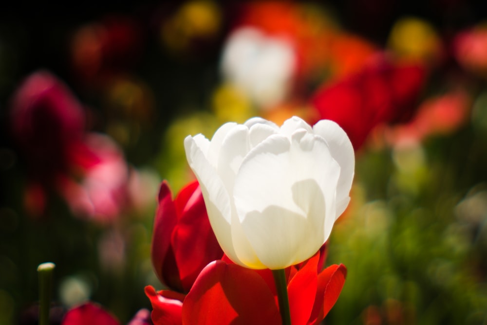 白と赤の花のクローズアップ