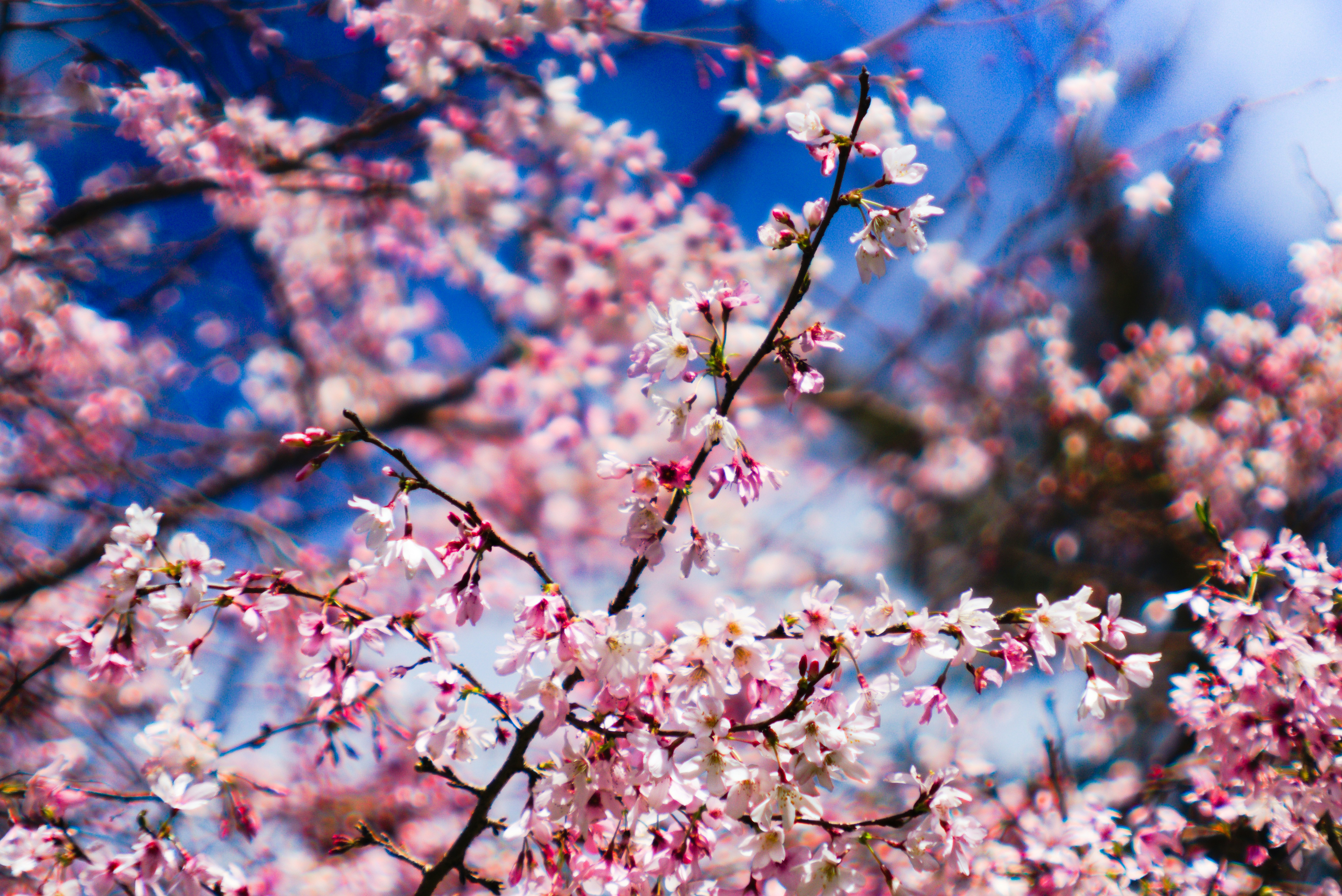 Photo by wingkasplam