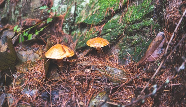Two orange-brown mushrooms are nestled among pine needles and fallen leaves on a forest floor. The surrounding area is lush with green moss and various types of foliage, creating a natural, earthy ambiance.