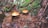 Two orange-brown mushrooms are nestled among pine needles and fallen leaves on a forest floor. The surrounding area is lush with green moss and various types of foliage, creating a natural, earthy ambiance.