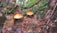 Two orange-brown mushrooms are nestled among pine needles and fallen leaves on a forest floor. The surrounding area is lush with green moss and various types of foliage, creating a natural, earthy ambiance.