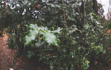 Close-up of a sharp tropical pruning shear with vibrant green leaves in the background.