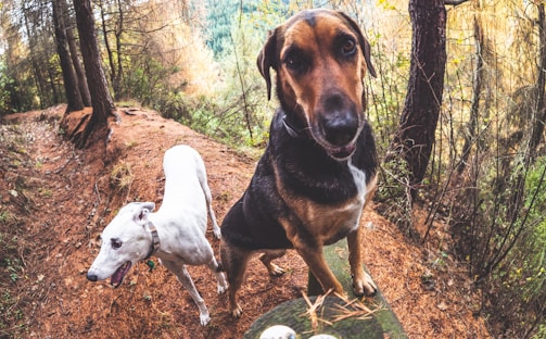 Two dogs are standing on a forest trail covered with brown pine needles. The dog on the left is a white greyhound, while the one on the right is a larger black and tan dog. The surrounding area is densely wooded with tall trees, and there is a view of a green forest in the background.