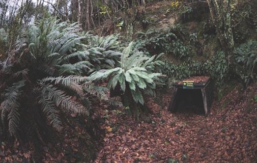 A dense forest area with lush fern vegetation covering the ground and hillside. Fallen leaves blanket the forest floor, leading to a small, dark, open shelter with a warning sign at its entrance. Tall trees border the scene, adding to the sense of wilderness and seclusion.