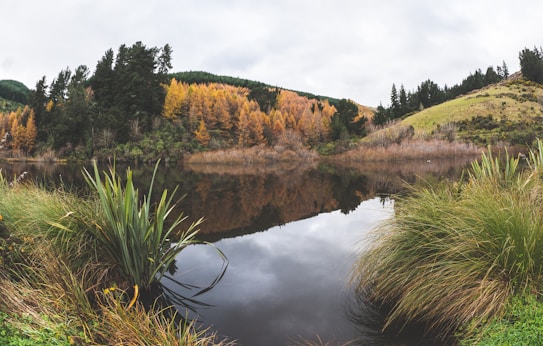 A serene landscape featuring a calm lake surrounded by trees in autumn colors, reflecting the scenery on its surface. The foreground includes green plants and grasses leading to the water's edge. A hill with mixed vegetation and a cloudy sky are visible in the background.