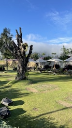 A green landscape with a large, leafless tree trunk in the center. Surrounding the trunk are neatly trimmed lawns and small bushes. In the background, there are several picnic tables, white umbrellas, and a metal fence. The sky is clear with a vibrant blue, creating a tranquil outdoor setting.