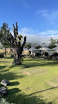 A green landscape with a large, leafless tree trunk in the center. Surrounding the trunk are neatly trimmed lawns and small bushes. In the background, there are several picnic tables, white umbrellas, and a metal fence. The sky is clear with a vibrant blue, creating a tranquil outdoor setting.