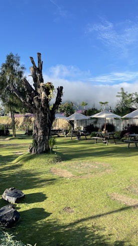 A green landscape with a large, leafless tree trunk in the center. Surrounding the trunk are neatly trimmed lawns and small bushes. In the background, there are several picnic tables, white umbrellas, and a metal fence. The sky is clear with a vibrant blue, creating a tranquil outdoor setting.