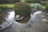 A landscaped garden features an intricately shaped pond with clear water, surrounded by neatly trimmed bushes and different types of green foliage. Rocks are carefully placed around the pond, and there is a clear reflection of the greenery in the water.