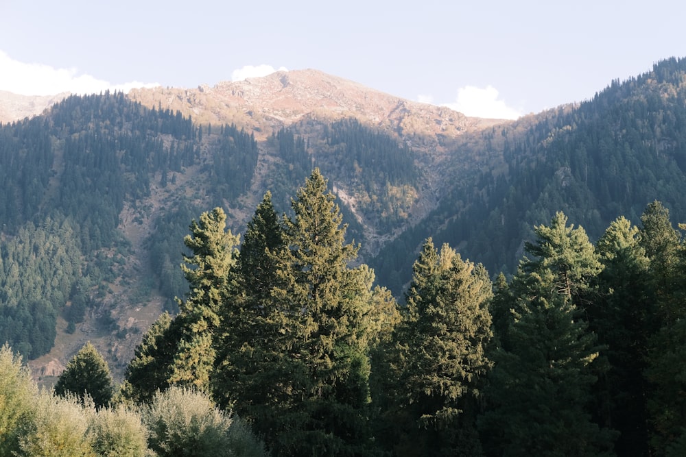 a group of trees in the foreground with mountains in the background
