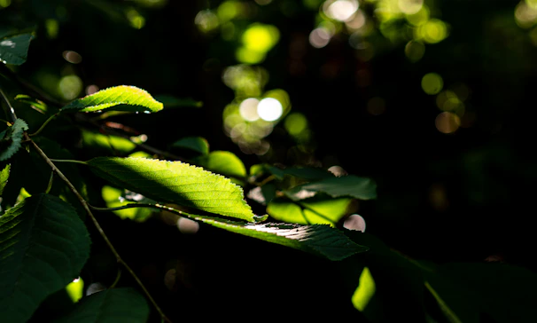 A peaceful outdoor scene with dappled sunlight filtering through leaves, evoking calm and reflection.