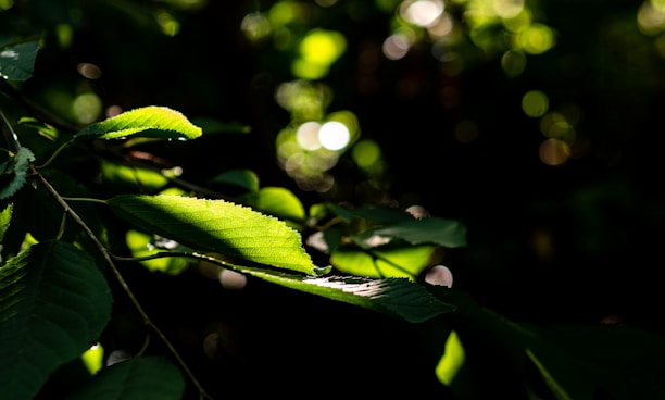 A peaceful nature scene with gentle sunlight filtering through green leaves, evoking tranquility.