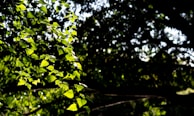 Sunlight filtering through the leaves of mature seringueira trees in the plantation.