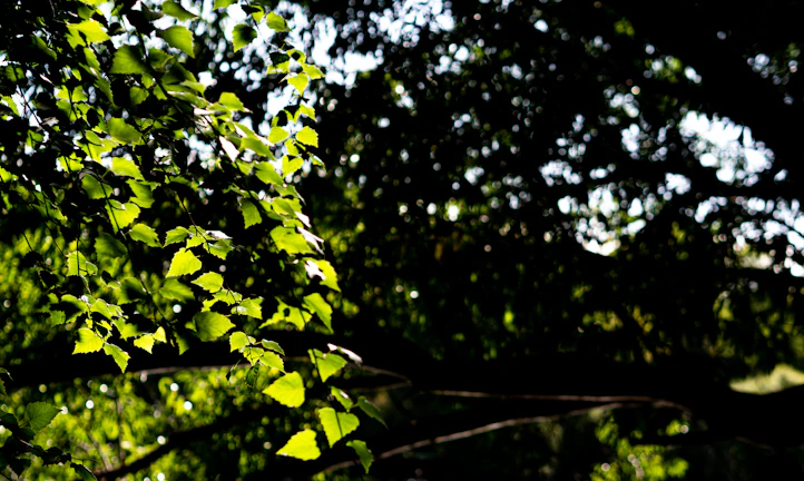 Sunlight filtering through dense green leaves in the Mantiqueira forest.
