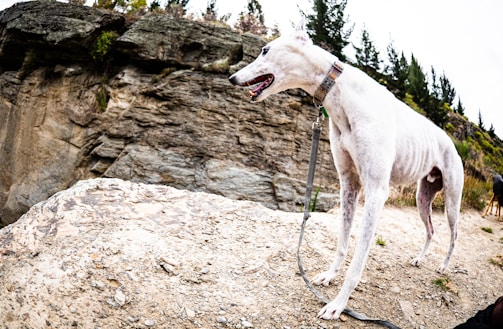 A white dog with a slender build and a collar stands on a rocky cliffside. The surroundings include rugged rock formations and sparse vegetation with a backdrop of evergreen trees.