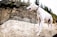 A white dog with a slender build and a collar stands on a rocky cliffside. The surroundings include rugged rock formations and sparse vegetation with a backdrop of evergreen trees.