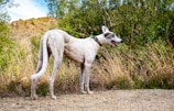 A slender, light-colored dog with a black and white face stands on a gravel path, surrounded by tall, dry grasses and green foliage. The background features rocky hills and a partly cloudy blue sky.