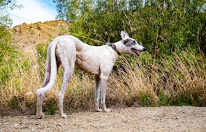 A slender, light-colored dog with a black and white face stands on a gravel path, surrounded by tall, dry grasses and green foliage. The background features rocky hills and a partly cloudy blue sky.