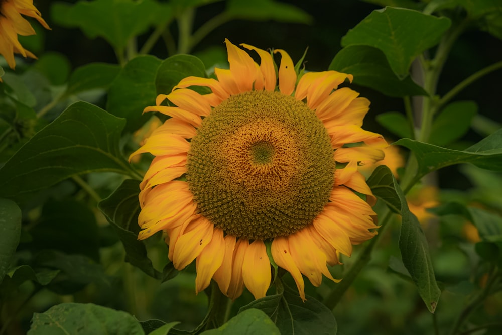 a large yellow sunflower in a field of green leaves